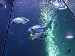 Haus des Meeres 13.03.2026